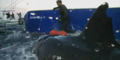 Hai 'Mary Lee' in New Jersey gesichtet