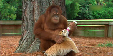 Orang-Utan f&uuml;ttert Baby-Tiger