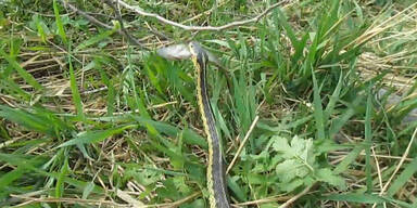 Schlange stiehlt Buben seinen Fisch
