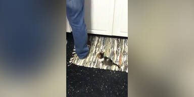 Katze will keine Sekunde vers&auml;umen