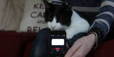 Merlin ist die lauteste Katze der Welt