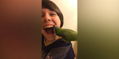 Papagei zieht einen Zahn