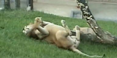 Zirkuslöwe spürt zum ersten Mal Gras