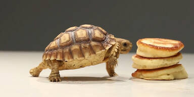 Mini-Schildkr&ouml;te frisst Mini-Pancakes