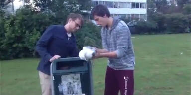 Tiersch&uuml;tzer retten gefangene M&ouml;we