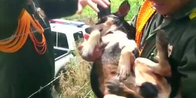 Hunde-Rettung aus rei&szlig;endem Strom