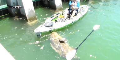 Riesenbarsch vom Kajak aus gefangen