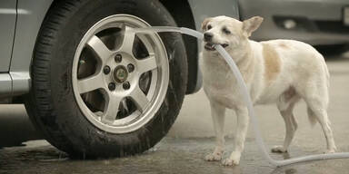 Hund revanchiert sich f&uuml;r Fressen