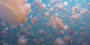 Ein See voller Quallen