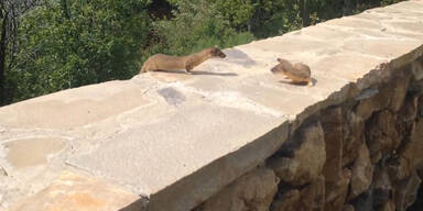 Frettchen-Babies folgen Mama über Mauer