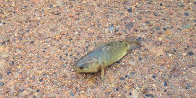 Gehende Fische suchen Australien heim