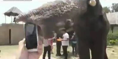 Elefant kackt klingelndes iPhone