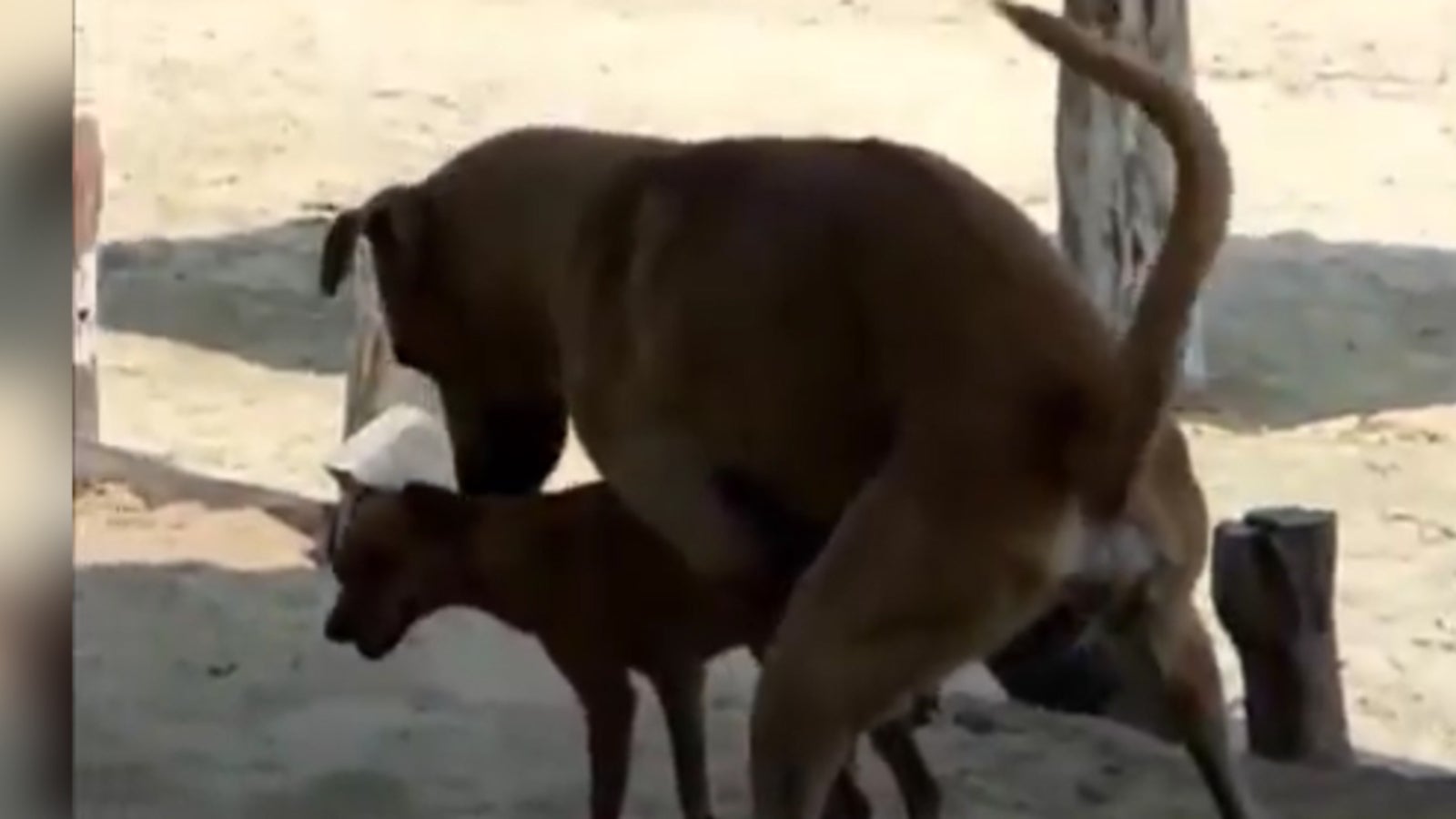 Schräger Hunde Sex-Song - oe24.tv