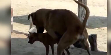 Schr&auml;ger Hunde Sex-Song