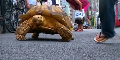 Gassigehen im Kriechtempo