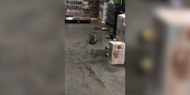 Betrunkener Waschb&auml;r versteckt sich