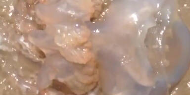Schleimige "Aliens" aus dem Meer