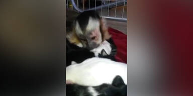 Affe ist "auf den Hund gekommen"