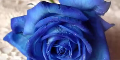 Helene Fischer - The Rose