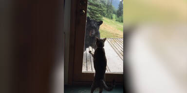 Katze legt sich mit Bär an