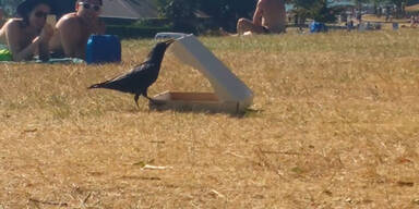 Hungrige Kr&auml;he &ouml;ffnet Pizzaschachtel