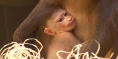 150722_Affenbabys.Standbild001.jpg