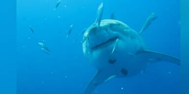 150813_GrosserHai.Standbild001 - Kopie.jpg