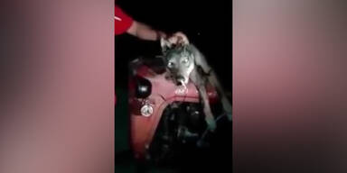 151001_JaegerWolf.Standbild001 - Kopie.jpg