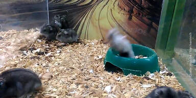 151023_HamsterSalto.Standbild001.jpg