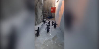 151117_Pinguine.Standbild001.jpg