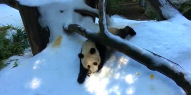 151124_PandaSchnee.Standbild001.jpg