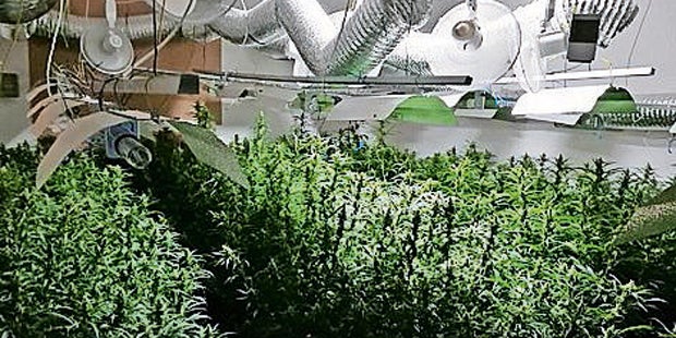 Cannabis Razzia Wien Niederösterreich