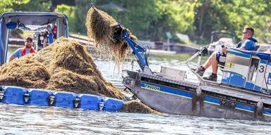 Stadt s&auml;ubert wieder Alte Donau