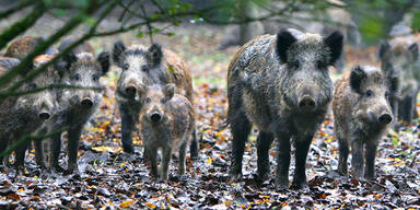 40 Wildschweine  von Schlossherrn fl&uuml;chtig