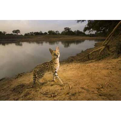 Die weltbesten Pressefotos des Jahres