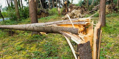 Mann von Baum getroffen und getötet