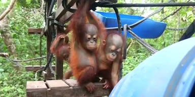 160209_OrangUtans.Standbild001.jpg