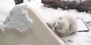 160218_Eisbaer.Standbild001 - Kopie.jpg