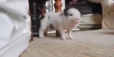 160318_SchweinTwerkt.Standbild001 - Kopie.jpg