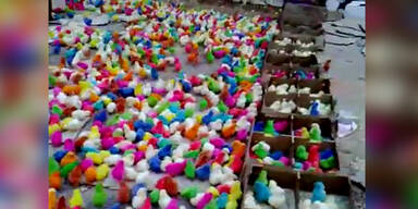 160324_BunteHuehner.Standbild001 - Kopie.jpg