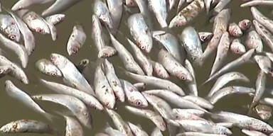 160412_FischsterbenChile.Standbild001.jpg
