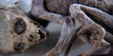 160420_MysterioeseKreatur.Standbild001 - Kopie.jpg