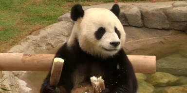 160421_PandasZooSuedkorea.Standbild001.jpg