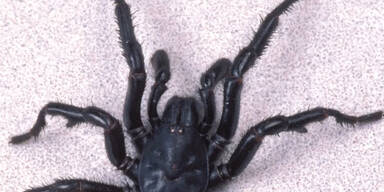 160511_GefaehrlicheTiere.Standbild001 - Kopie.jpg