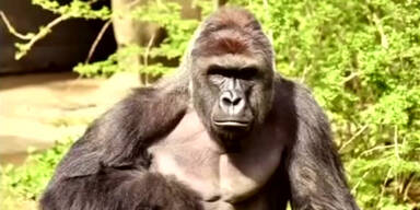 160530_MitarbeiterZooGorilla.Standbild001.jpg