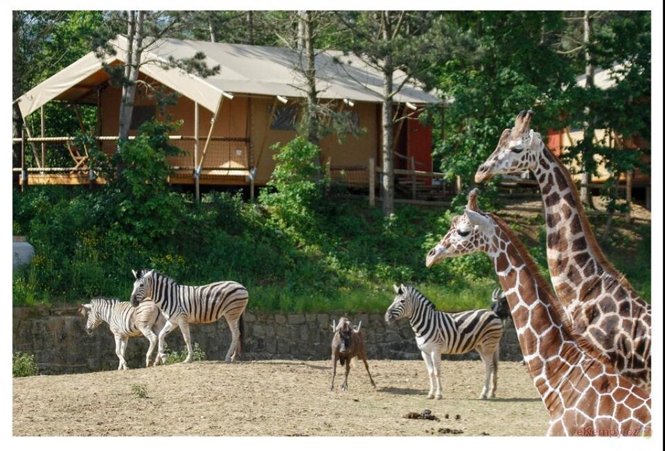 Afrika in böhmen. Highlight für Familien – wohnen im Bungalow im Safari Park in Dvur Králové.