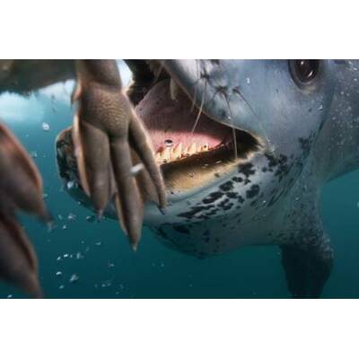 Die weltbesten Pressefotos des Jahres