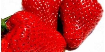 1718_thumb_erdbeeren1_sxc.jpg