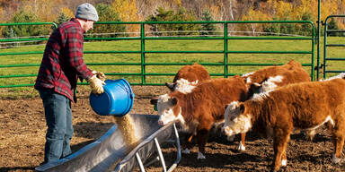 Ammoniak im Stall - Fau in Lebensgefahr