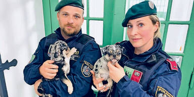 Tiersch&uuml;tzer deckten illegalen Welpenhandel auf